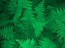 Ferns